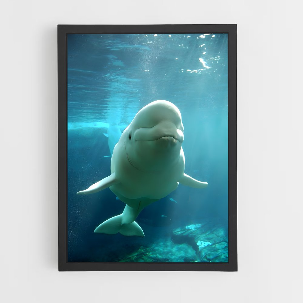 ap-beluga whale-2 cadre Noir