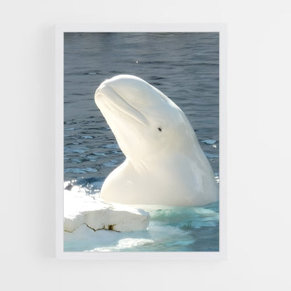 ap-beluga whale-3 cadre Blanc