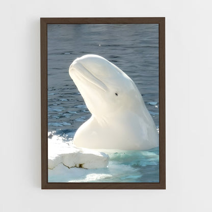 ap-beluga whale-3 cadre Bois foncé