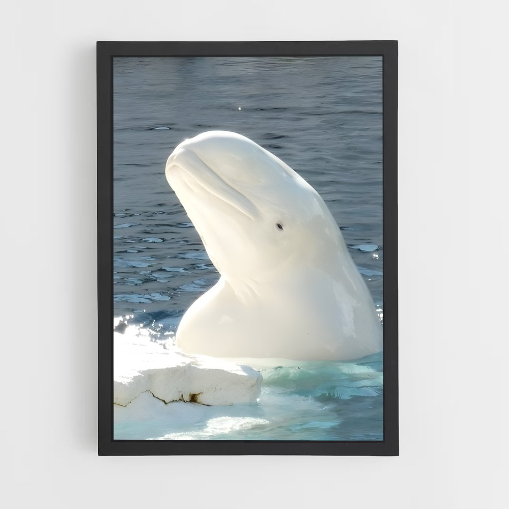 ap-beluga whale-3 cadre Noir