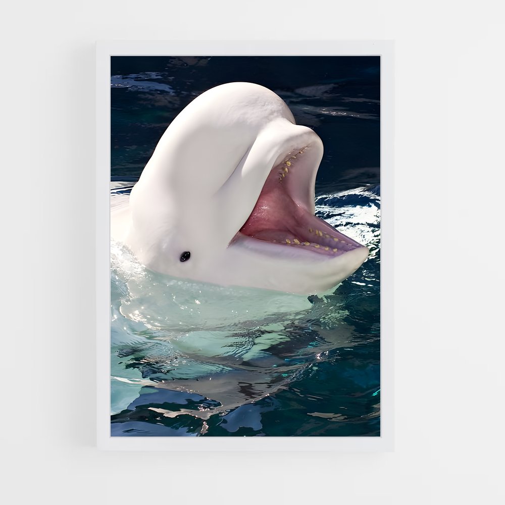 ap-beluga whale-4 cadre Blanc