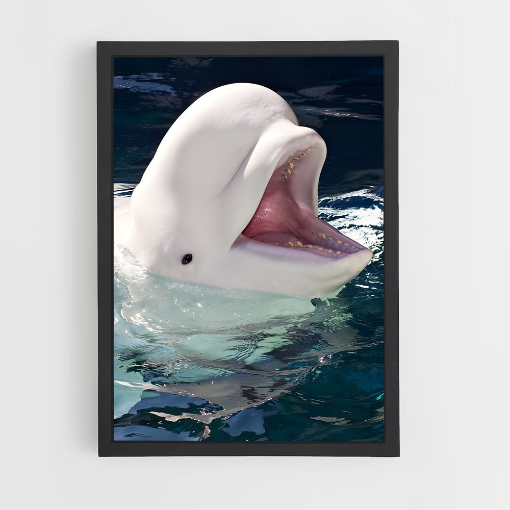 ap-beluga whale-4 cadre Noir