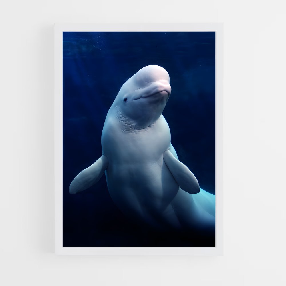 ap-beluga whale-5 cadre Blanc