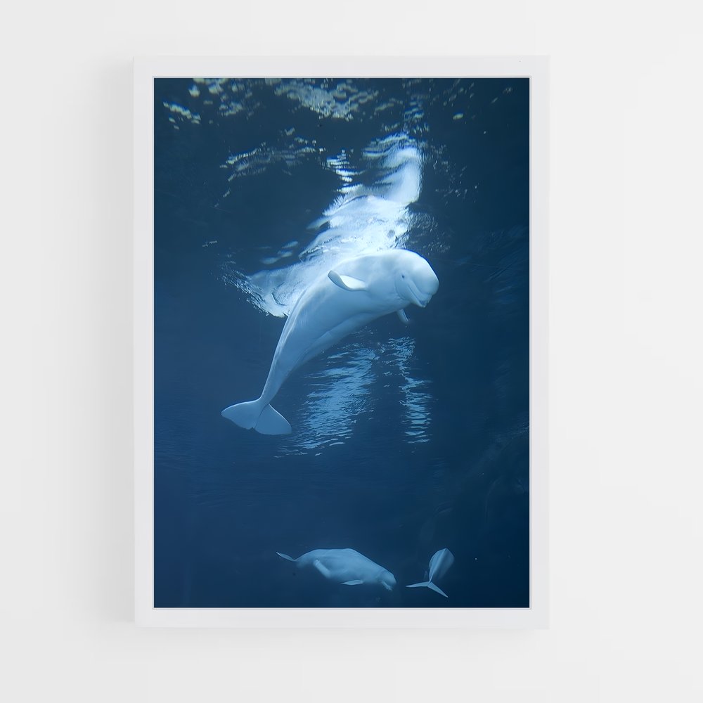 ap-beluga whale-6 cadre Blanc