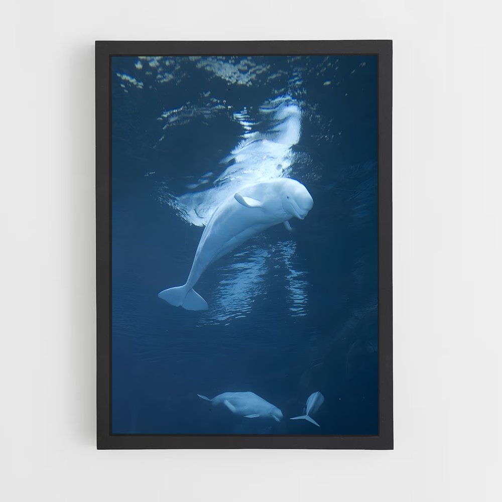 ap-beluga whale-6 cadre Noir