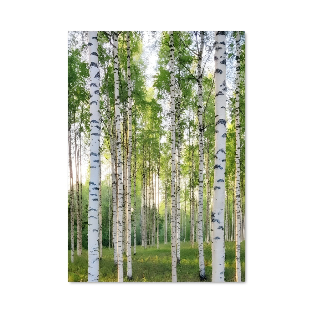Poster Birch 96932