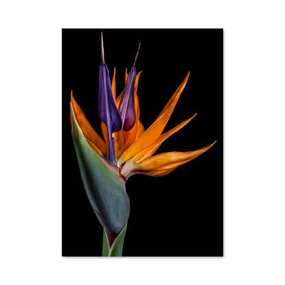 Poster Bird of paradise 96448