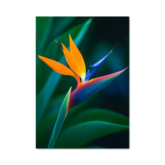 Poster Bird of paradise 96442