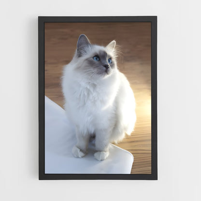 ap-birman-3 cadre Noir