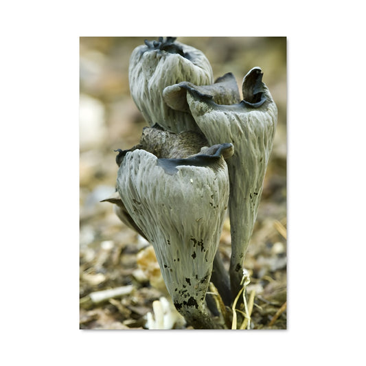 Poster Les Oiseaux de Terre