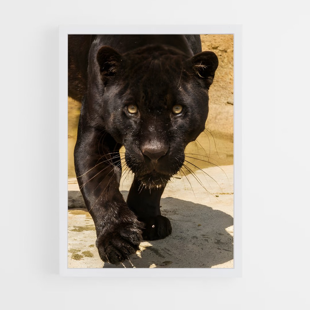ap-black panther-21 cadre Blanc
