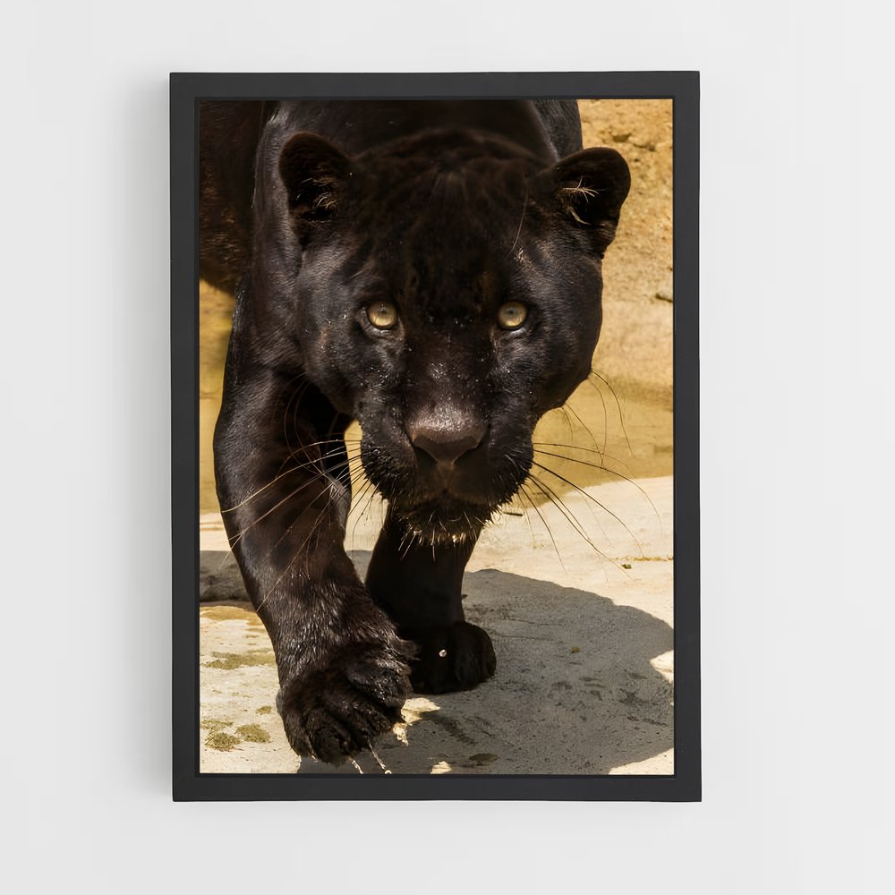 ap-black panther-21 cadre Noir