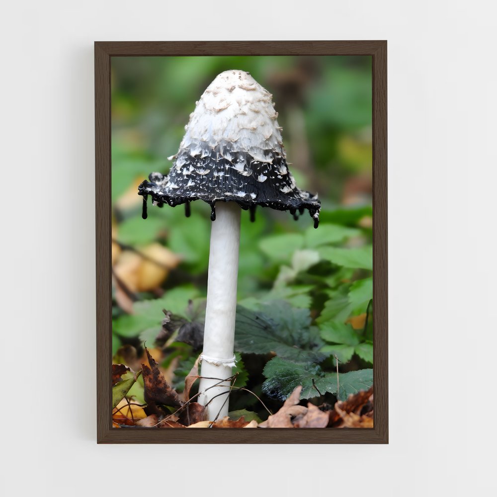 ap-bleeding tooth fungus-1 cadre Bois foncé