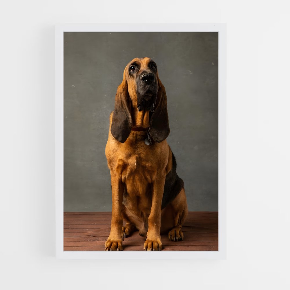 ap-bloodhound-5 cadre Blanc