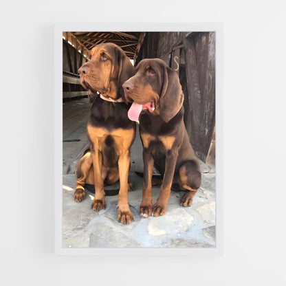 ap-bloodhound-6 cadre Blanc
