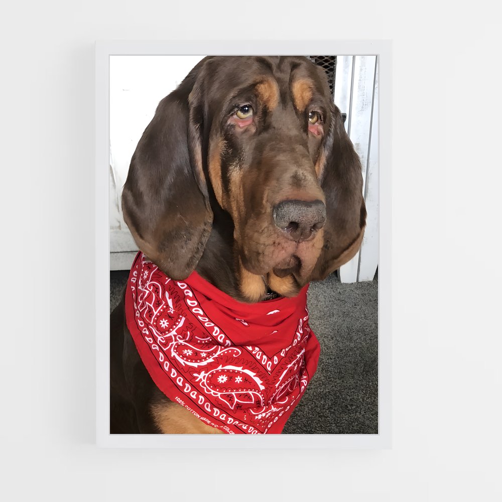ap-bloodhound-7 cadre Blanc