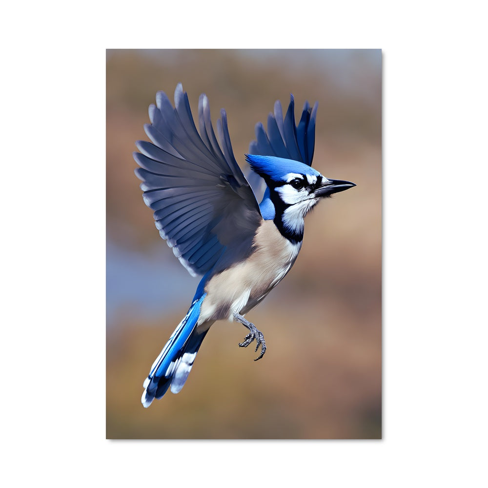 Poster L'Envol du Geai Bleu