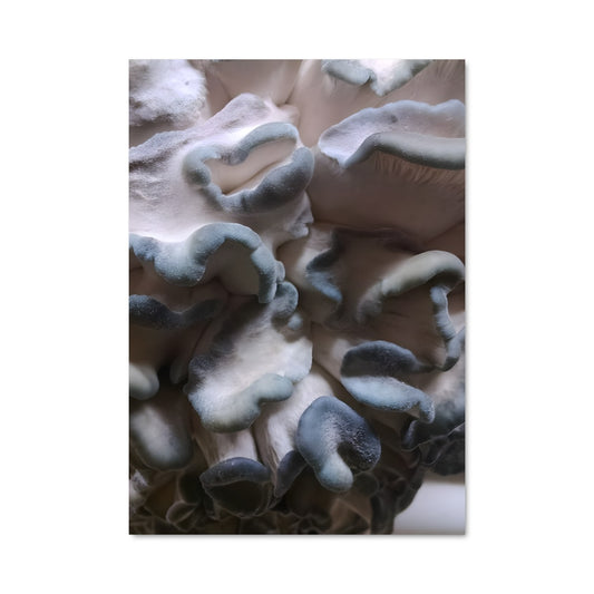 Poster Blue oyster 94194