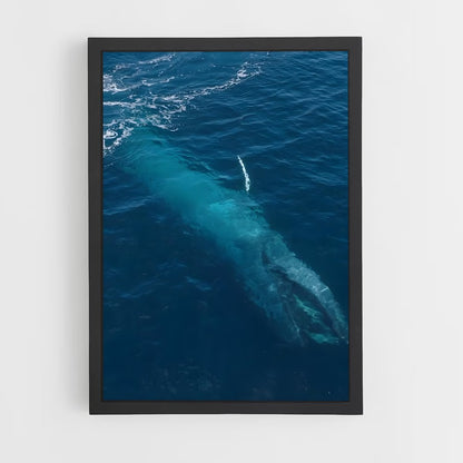 ap-blue whale-3 cadre Noir