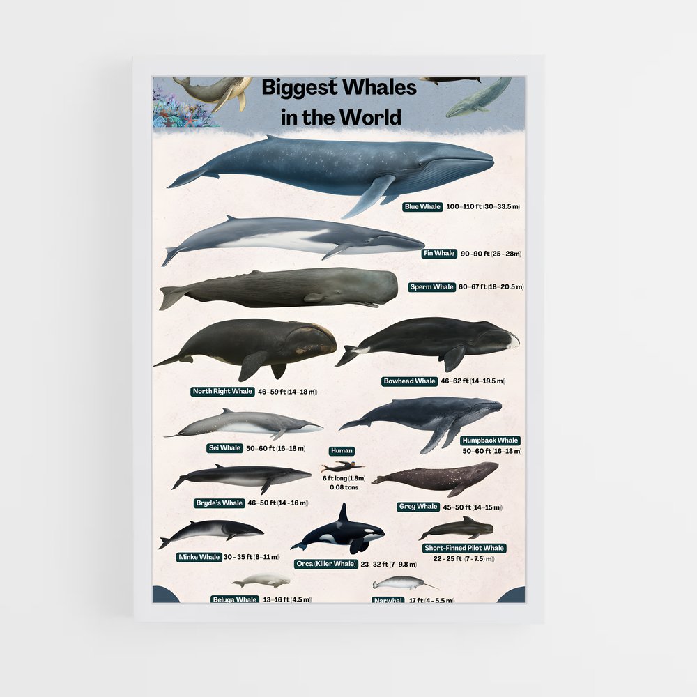 ap-blue whale-9 cadre Blanc