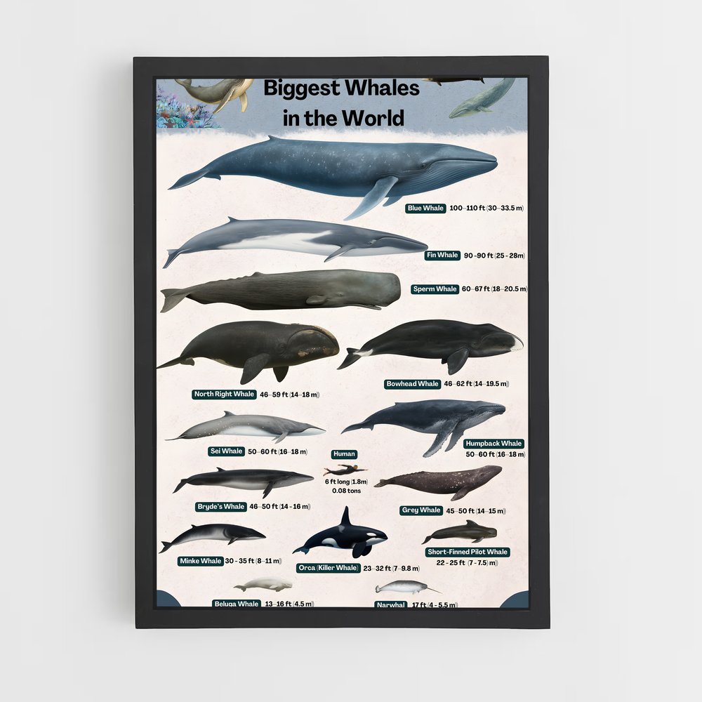 ap-blue whale-9 cadre Noir