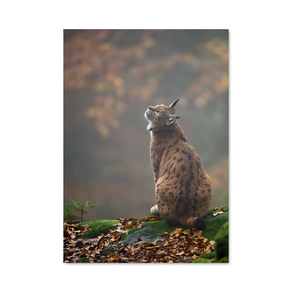 Poster Le Chat des Bois