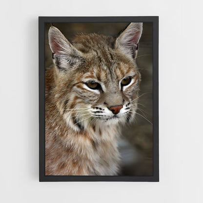 ap-bobcat-8 cadre Noir