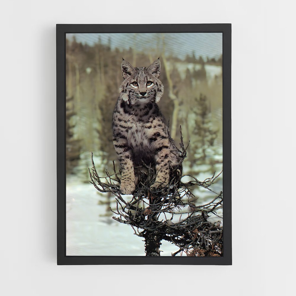 ap-bobcat-9 cadre Noir