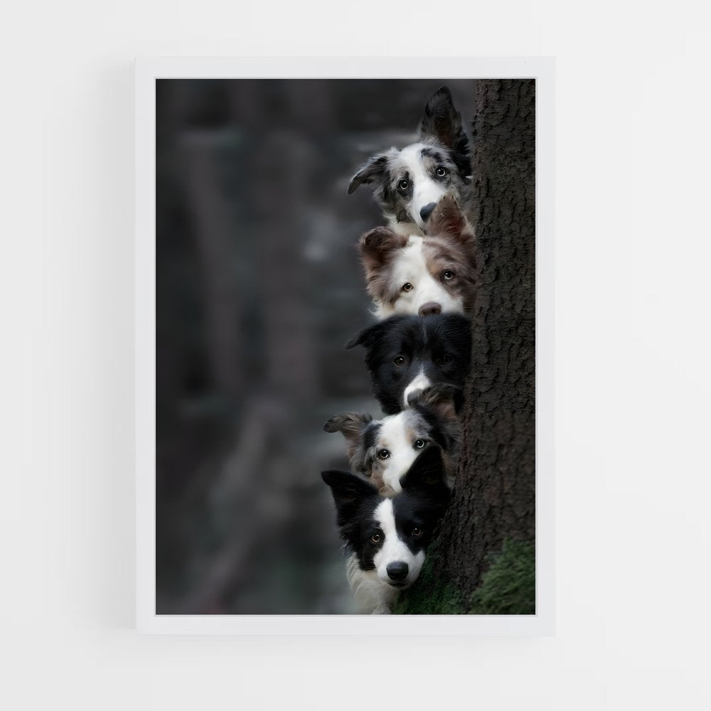 ap-border collie-5 cadre Blanc