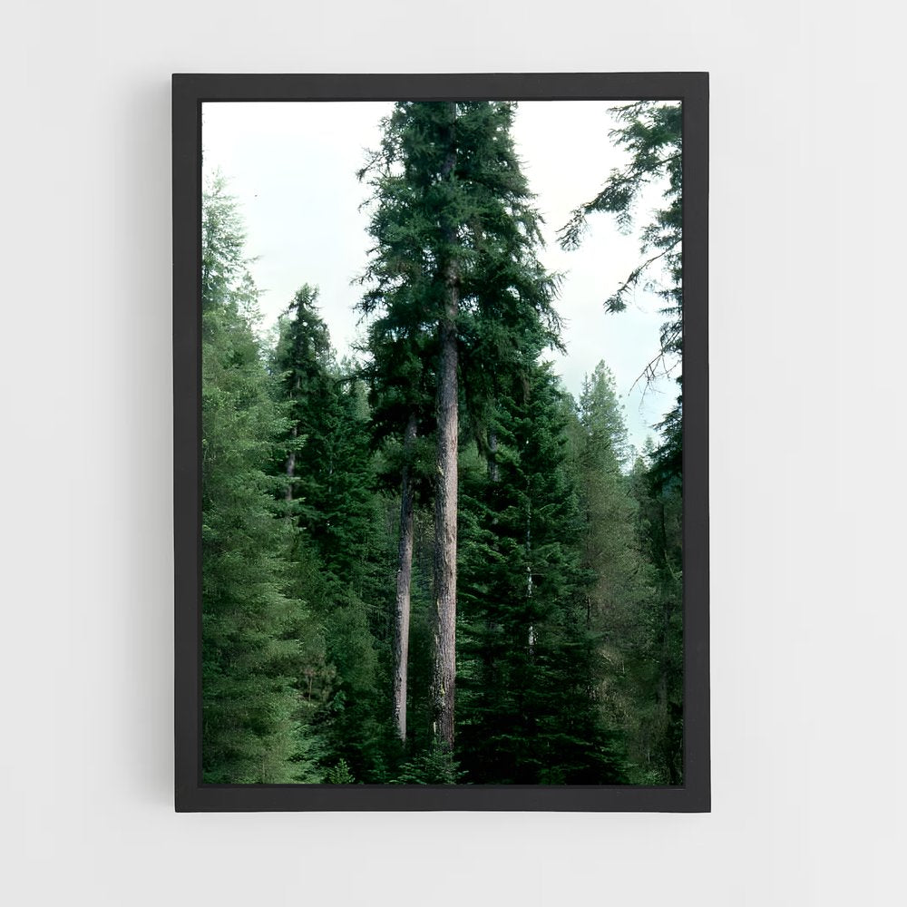 ap-boreal forest-7 cadre Noir