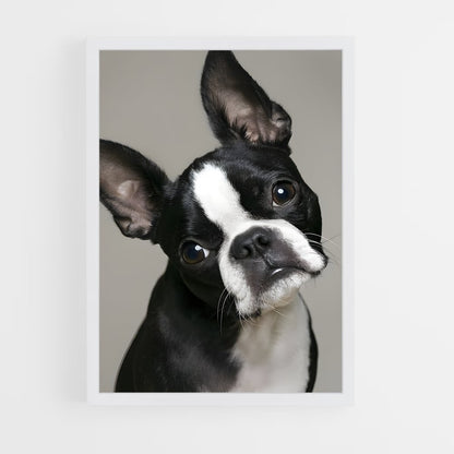 ap-boston terrier-1 cadre Blanc