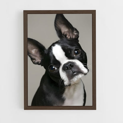 ap-boston terrier-1 cadre Bois foncé