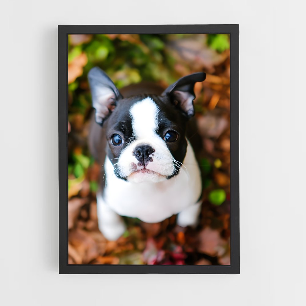 ap-boston terrier-2 cadre Noir