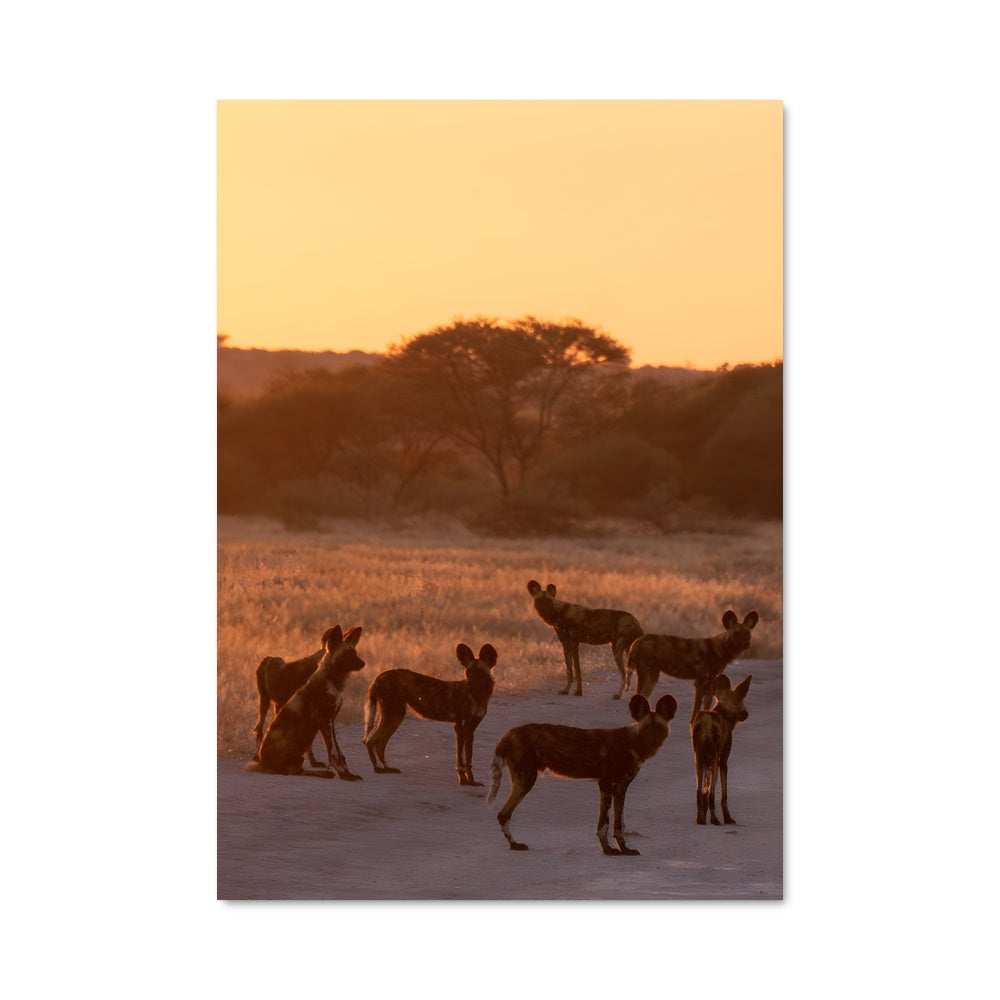 Poster Meute Sauvage