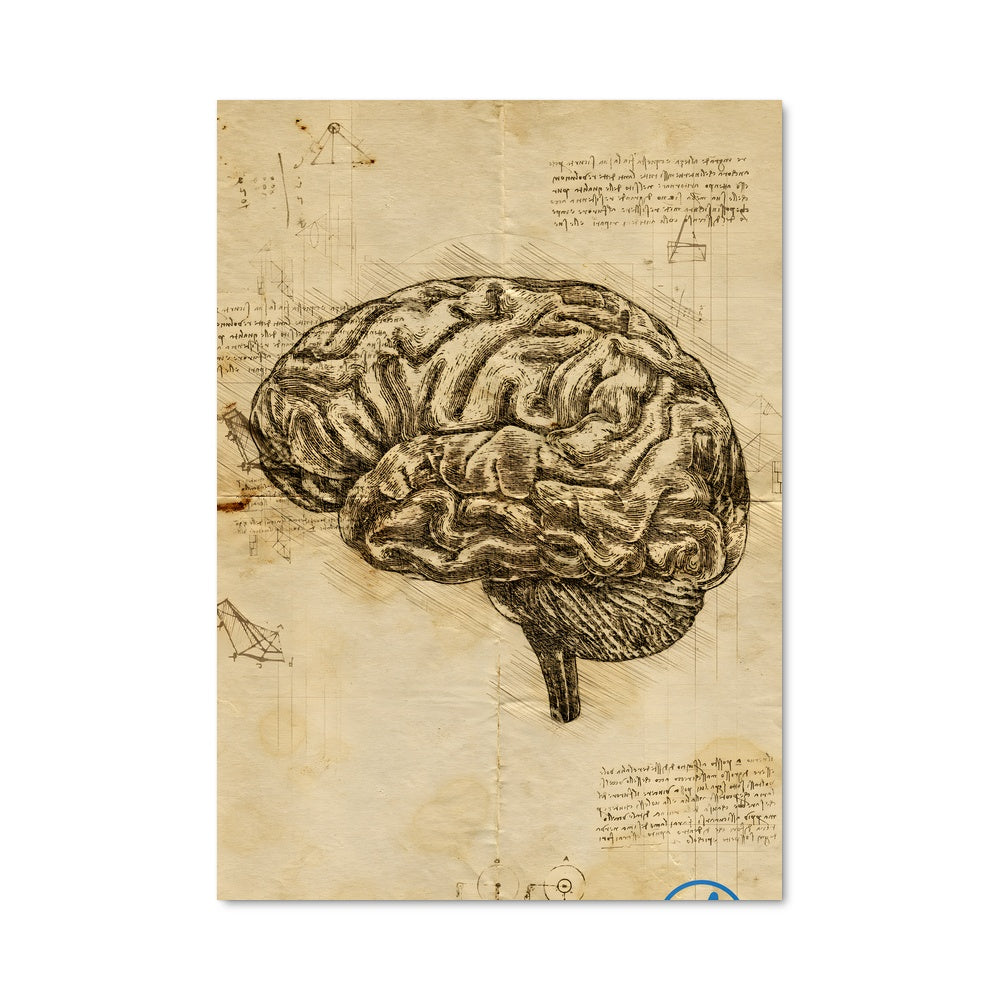 Poster Anatomie Cérébrale