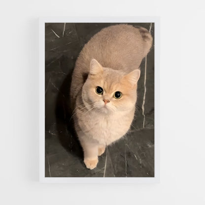 ap-british shorthair-1 cadre Blanc