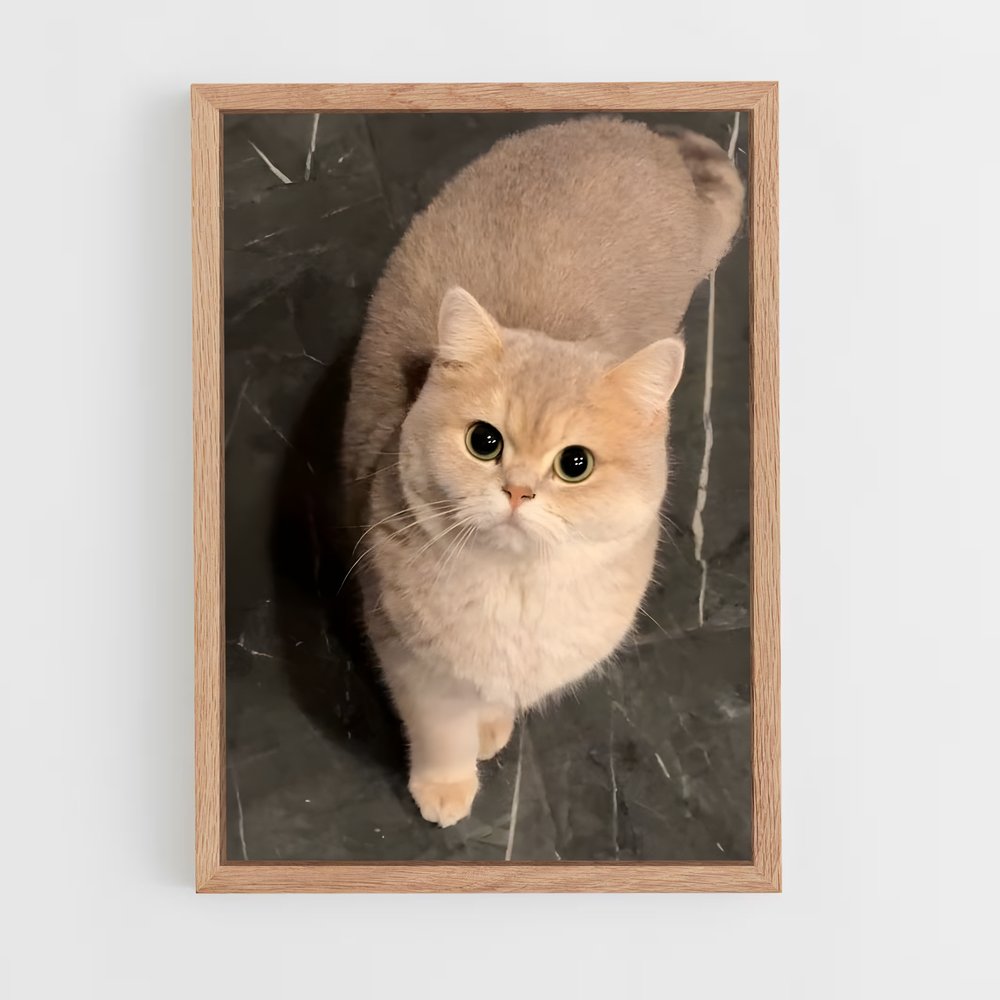 ap-british shorthair-1 cadre Bois clair