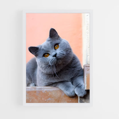 ap-british shorthair-6 cadre Blanc