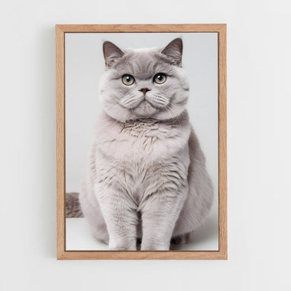 ap-british shorthair-8 cadre Bois clair