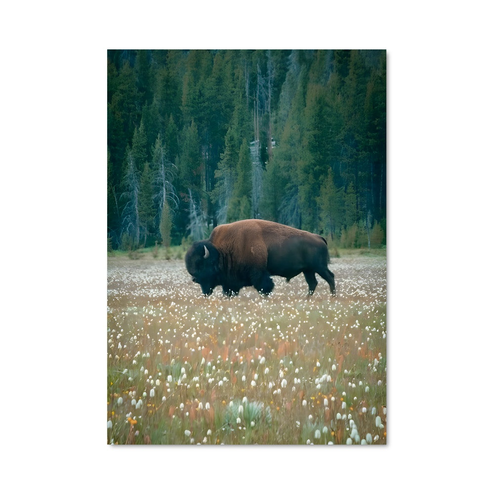 Poster Bison aux Fleurs