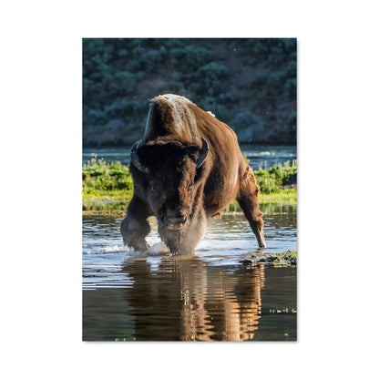 Poster Voyage de Bison
