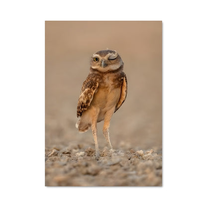Poster Hibou Fouisseur