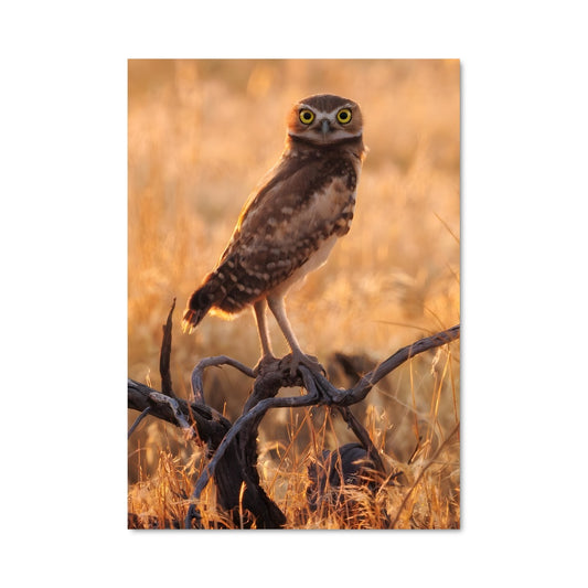 Poster Hibou des Terres Dérisoires