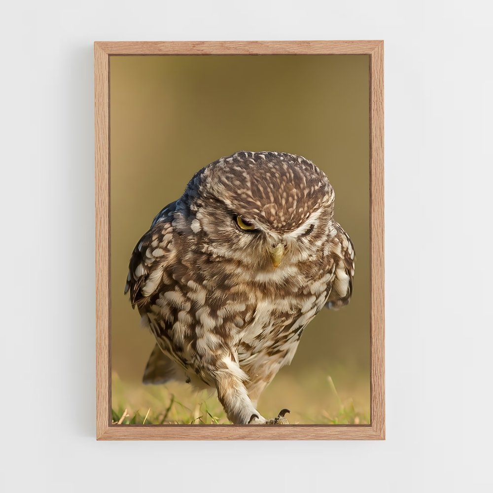 ap-burrowing owl-1 cadre Bois clair