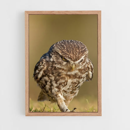 ap-burrowing owl-1 cadre Bois clair