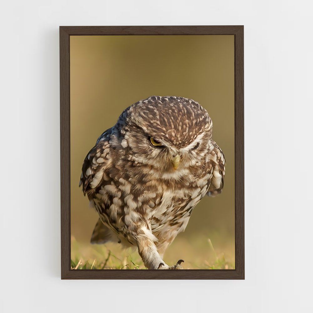 ap-burrowing owl-1 cadre Bois foncé