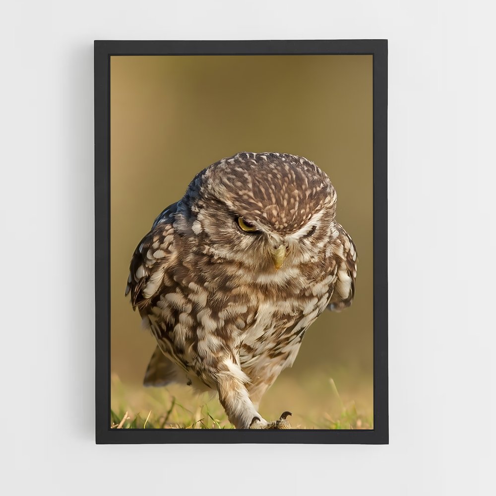 ap-burrowing owl-1 cadre Noir