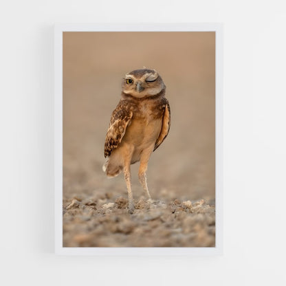 ap-burrowing owl-2 cadre Blanc