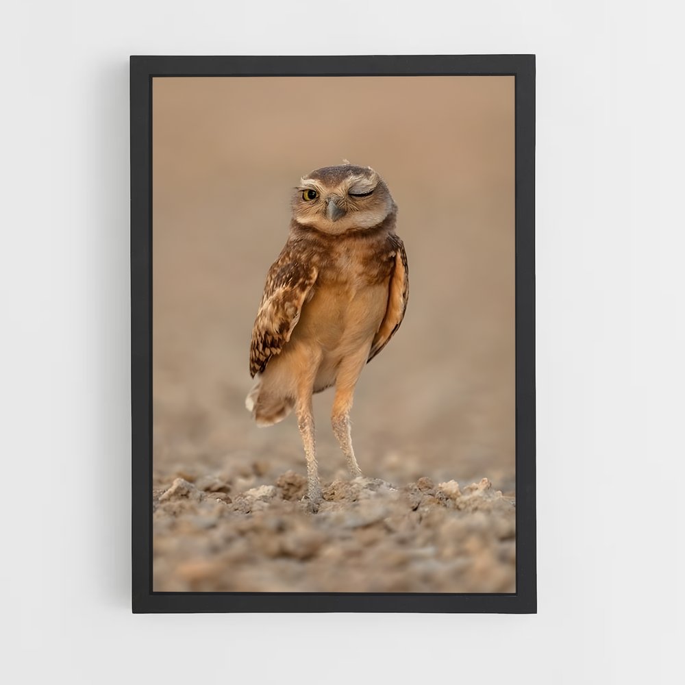 ap-burrowing owl-2 cadre Noir