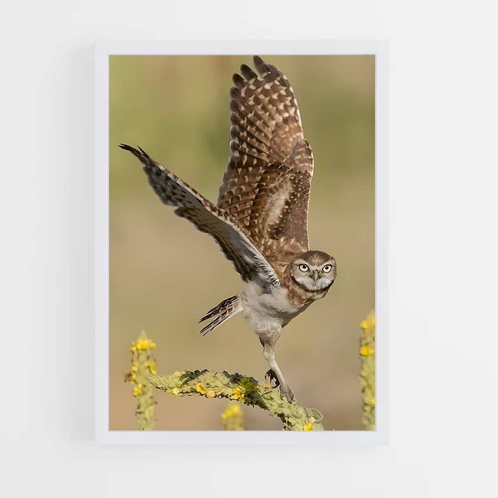 ap-burrowing owl-3 cadre Blanc